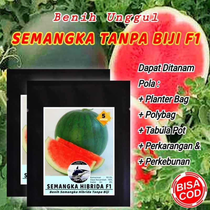 BENIH SEMANGKA HYBRIDA TANPA BIJI