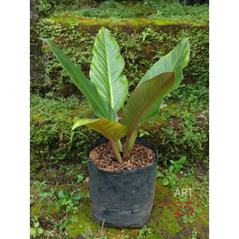 Philodendron Melinonii Philo Melonii Melanonii Melodii Real Picture