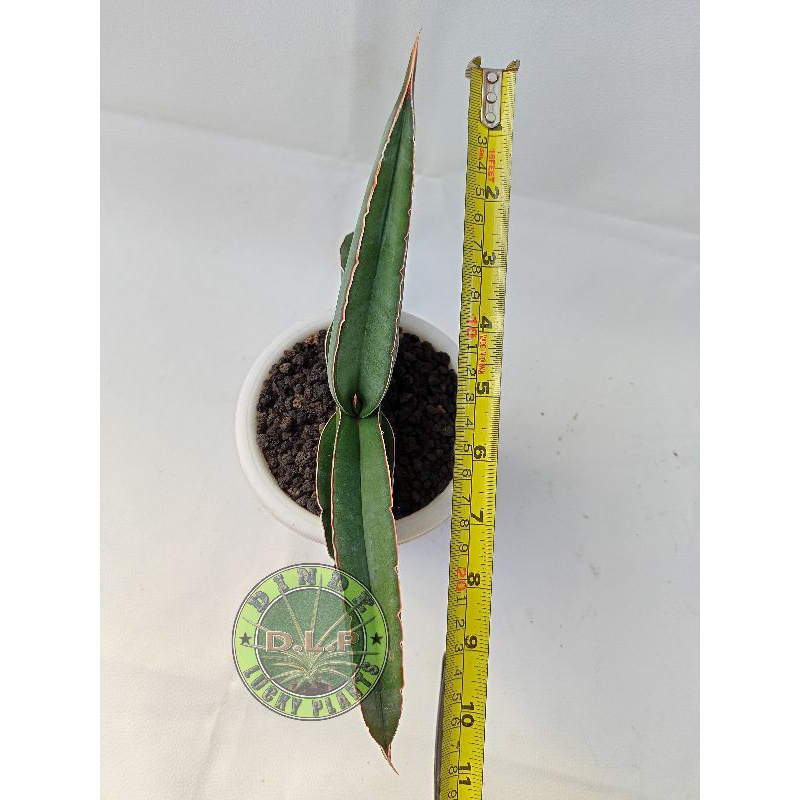 Sansevieria Banana L