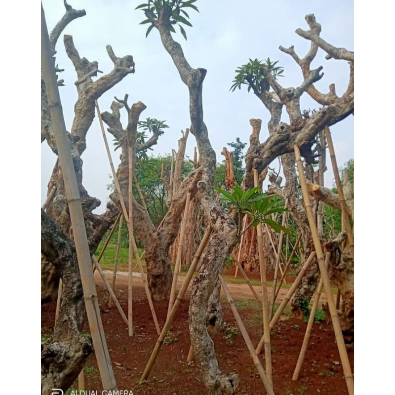 pohon Kamboja fosil Kamboja fosil tanaman peneduh kamboja