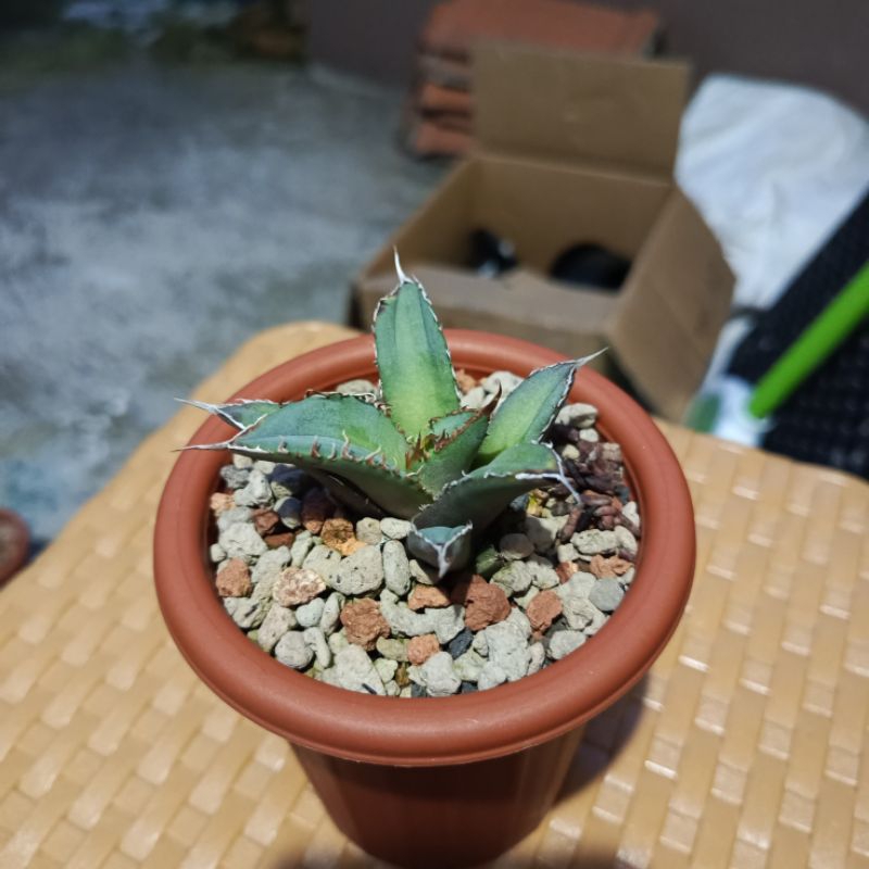 agave titanota fo76 mini size