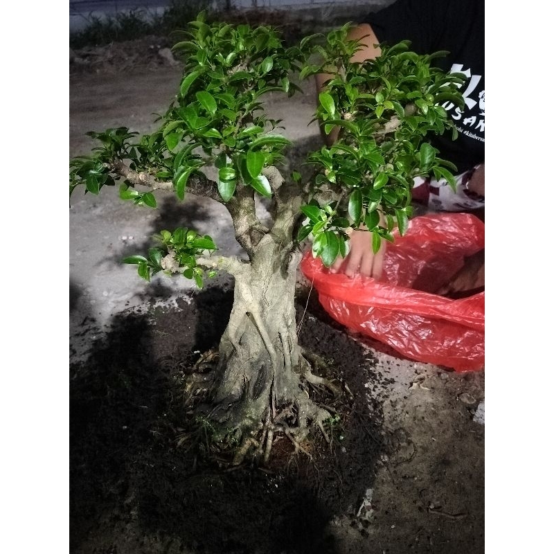 bonsai beringin elegan