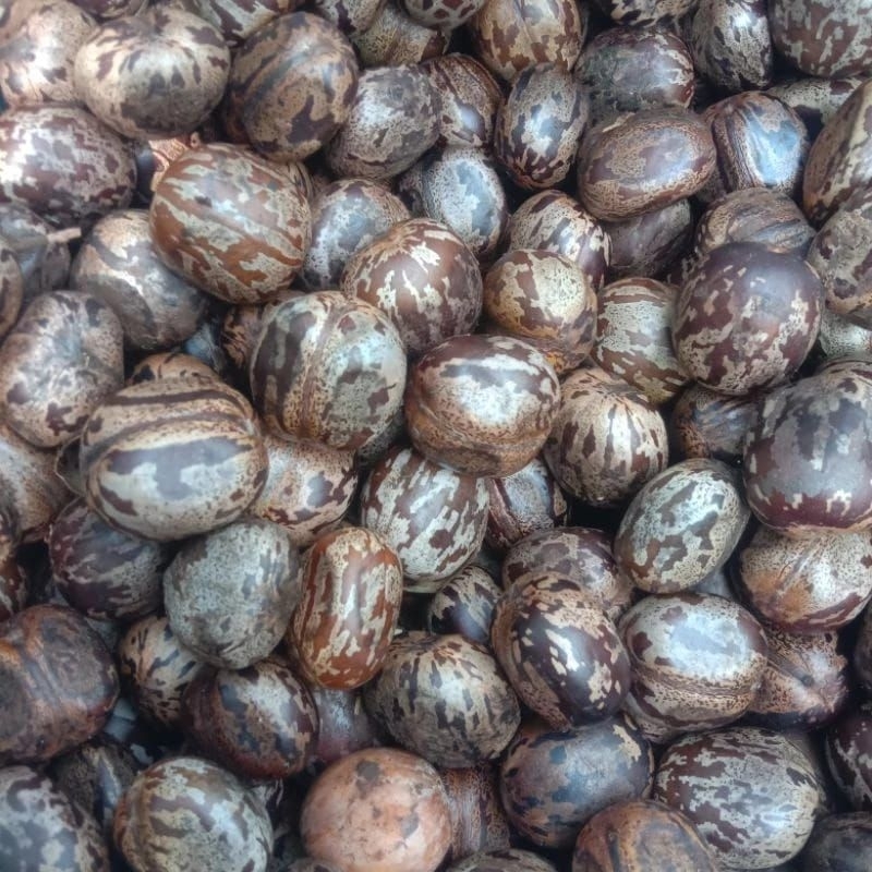 Bibit Biji karet Unggul Bagus Murah Isi 50 Biji