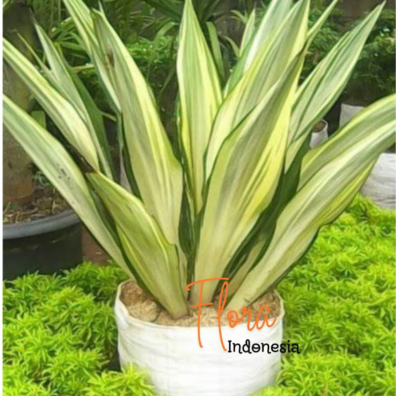 Anakan Tanaman Hias Lidah Naga • Agave Americana • Agave Putih