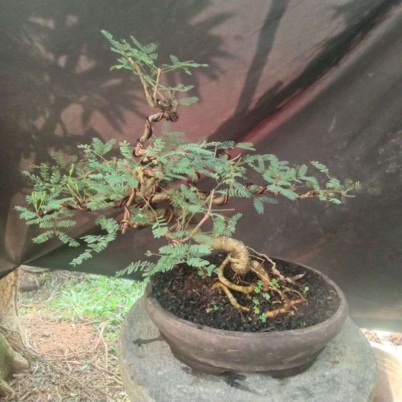 bonsai arabika