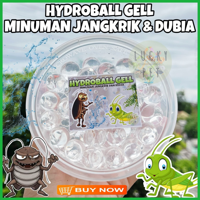 MINUMAN SERANGGA KECOA DUBIA JANGKRIK PAKAN GECKO MADAGASKAR TURKISH HYDROBALL GELL MEDIA MINUM SERA