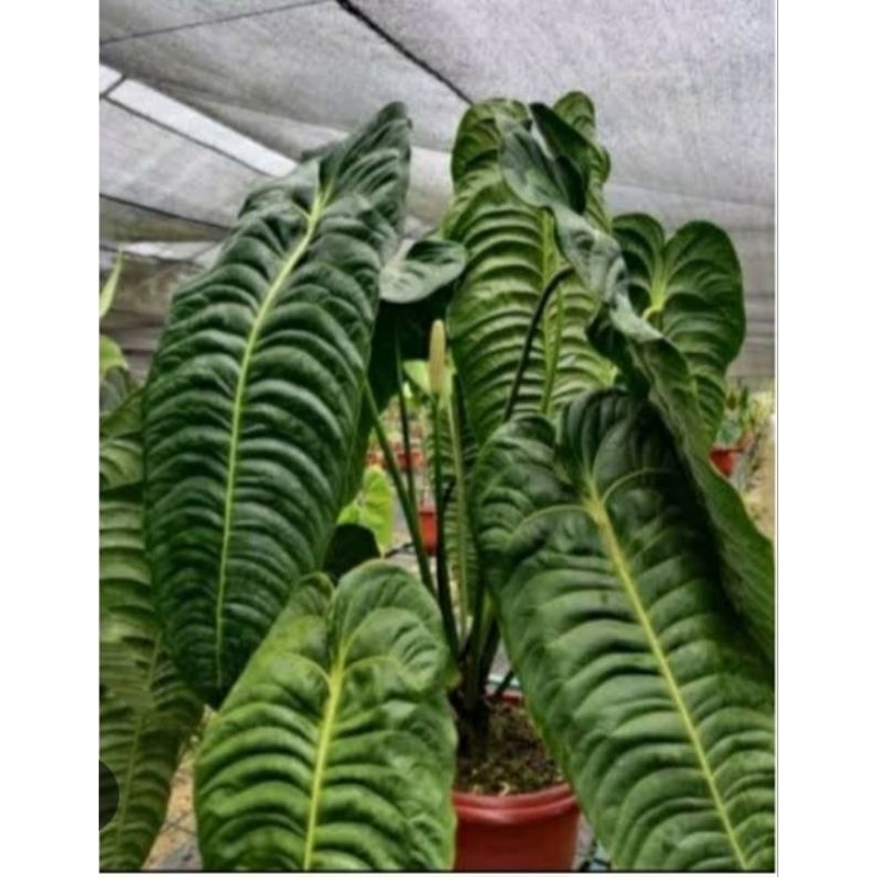 anthurium veitchii original jumbo