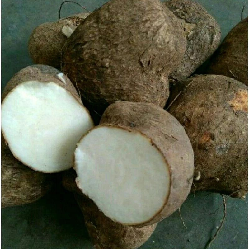 

TERLARIS UWI PUTIH 1KG TERMURAH