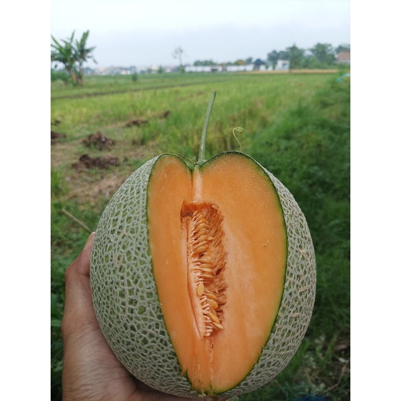 

Melon hidroponik