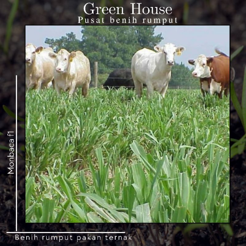 Mombaca F1 Pakan Ternak 15Gram ±LBS° Benih Rumput Pakan Ternak 15G Mombaca F1