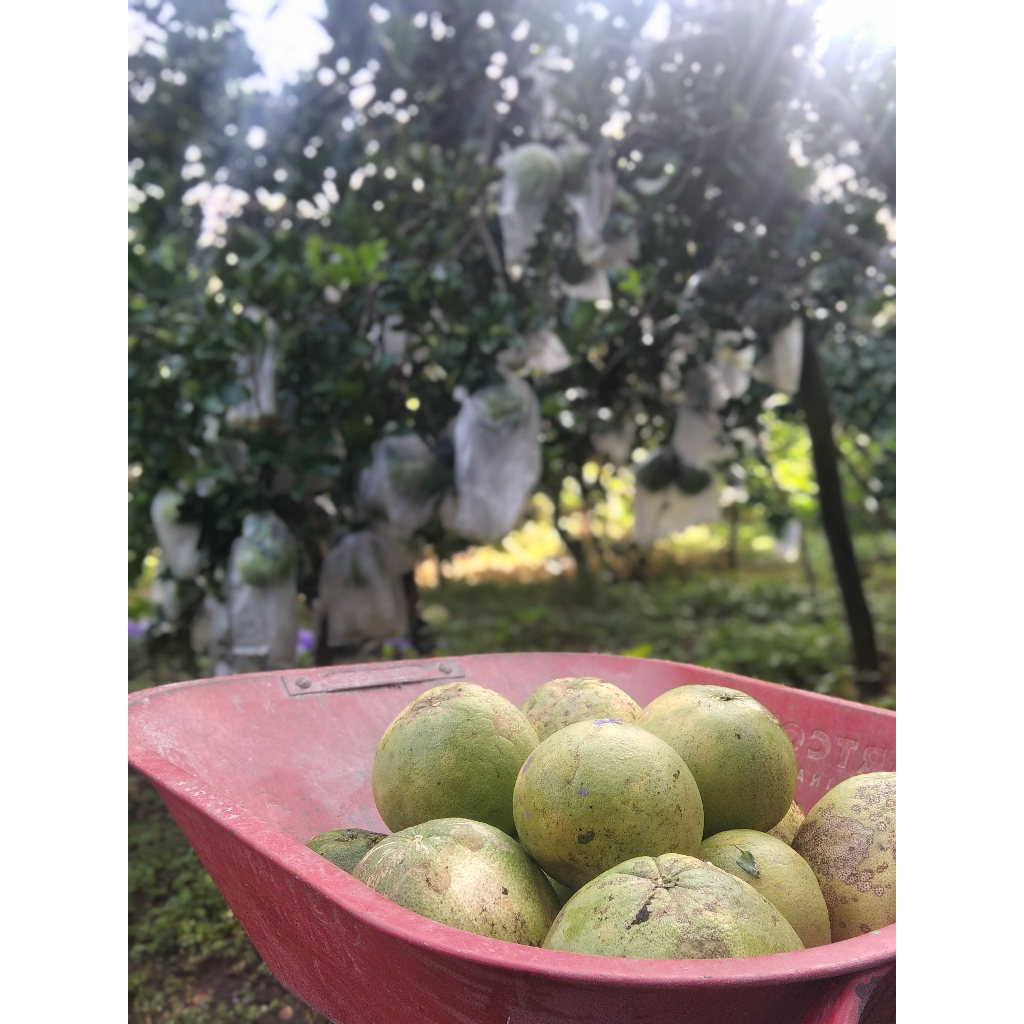 

Buah Jeruk Pamelo Magetan
