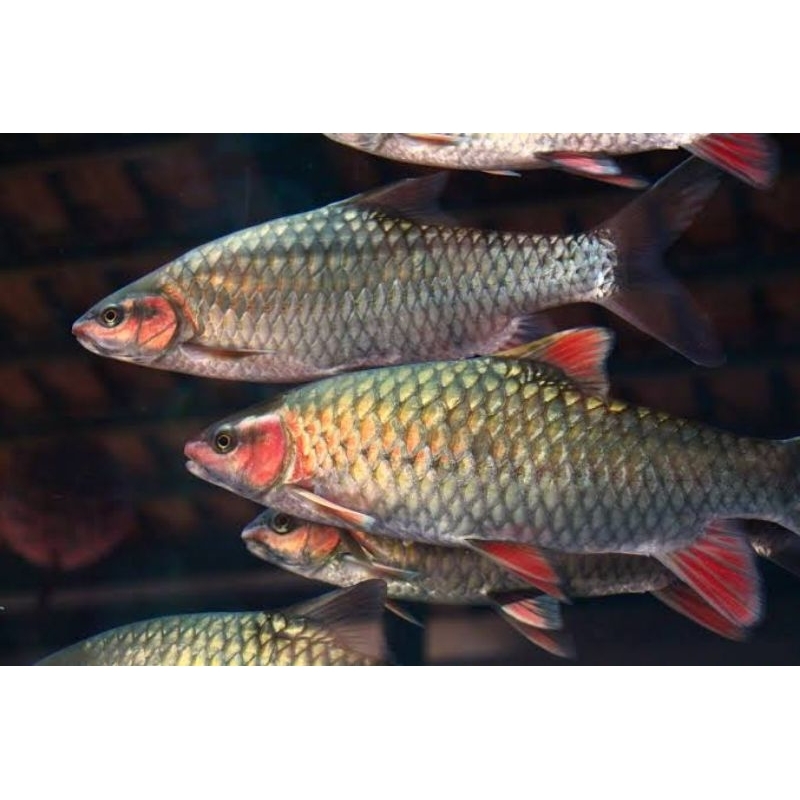 Phoenix barb 13-14cm