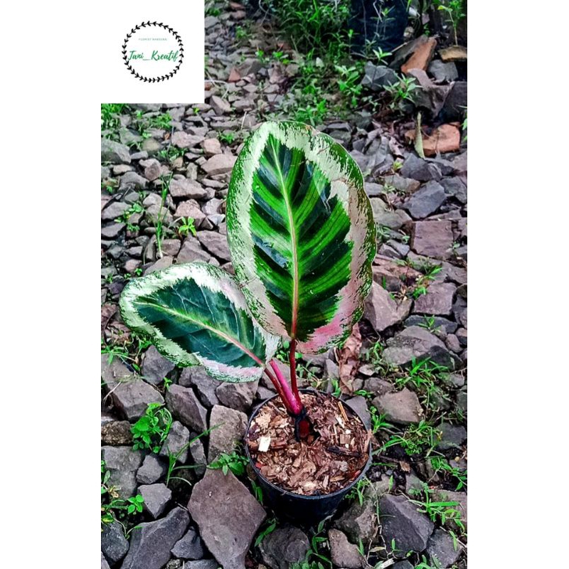 Calathea angela