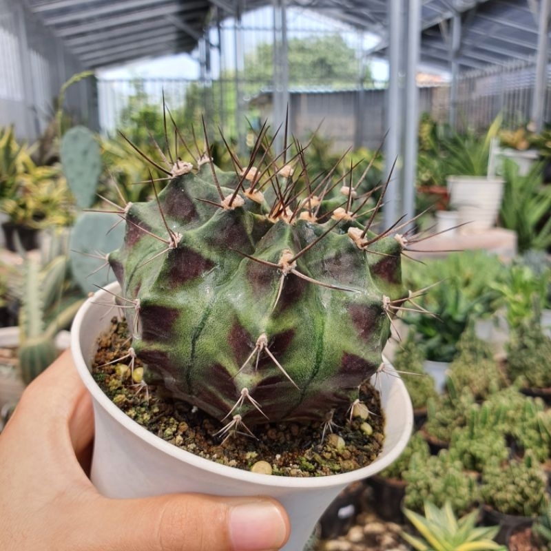 Kaktus Gymnocalycium Medusa Hybrid / Kaktus Gymno Miha
