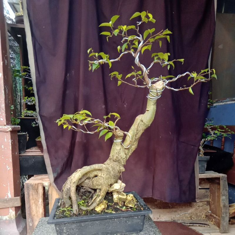 beringin lokal/ arjuna