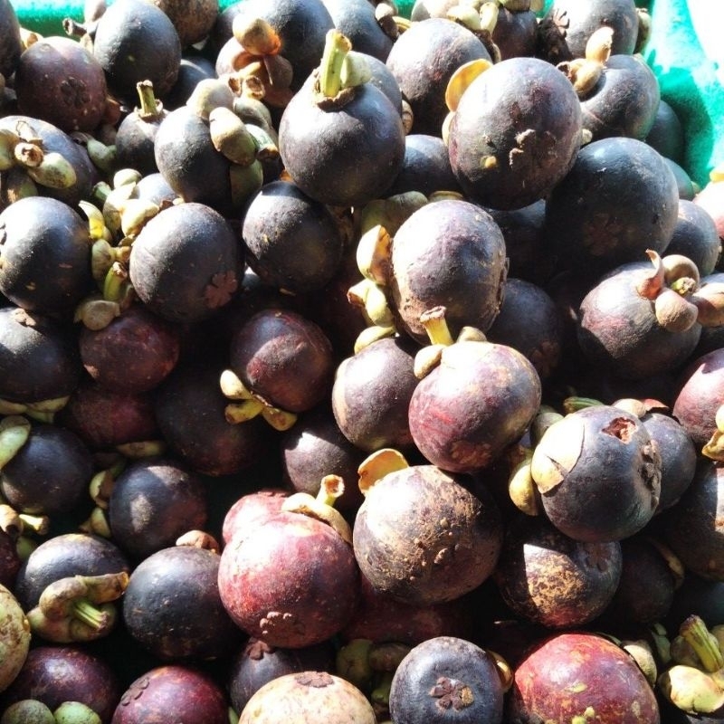 

Manggis segar 0,5kg manggis pilihan anti keras