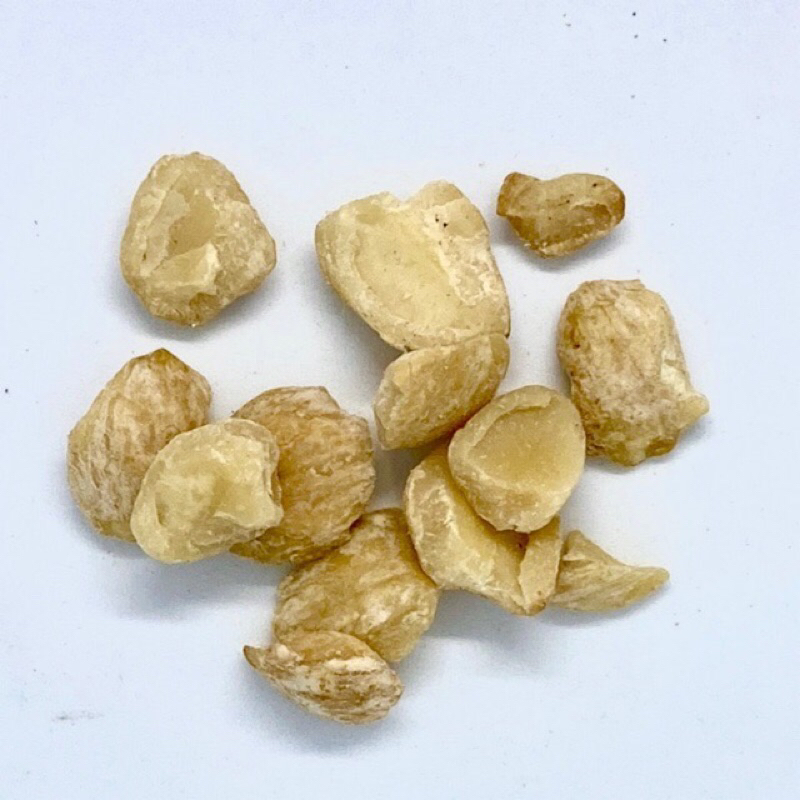 

kemiri muncang candlenut