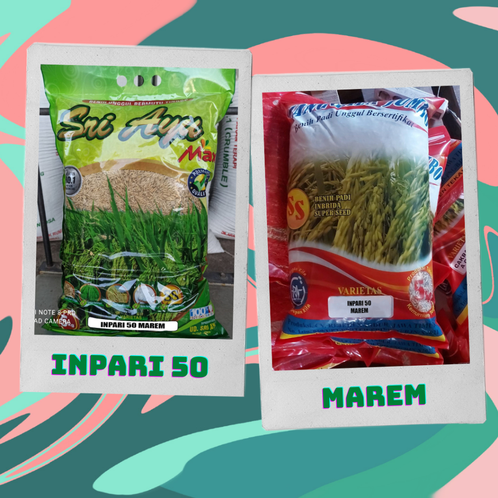 Benih Padi Unggul Inpari 50 Marem Kemasan 5 kg