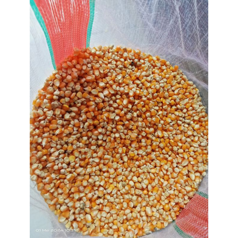 Jagung tanggung pakan burung dara
