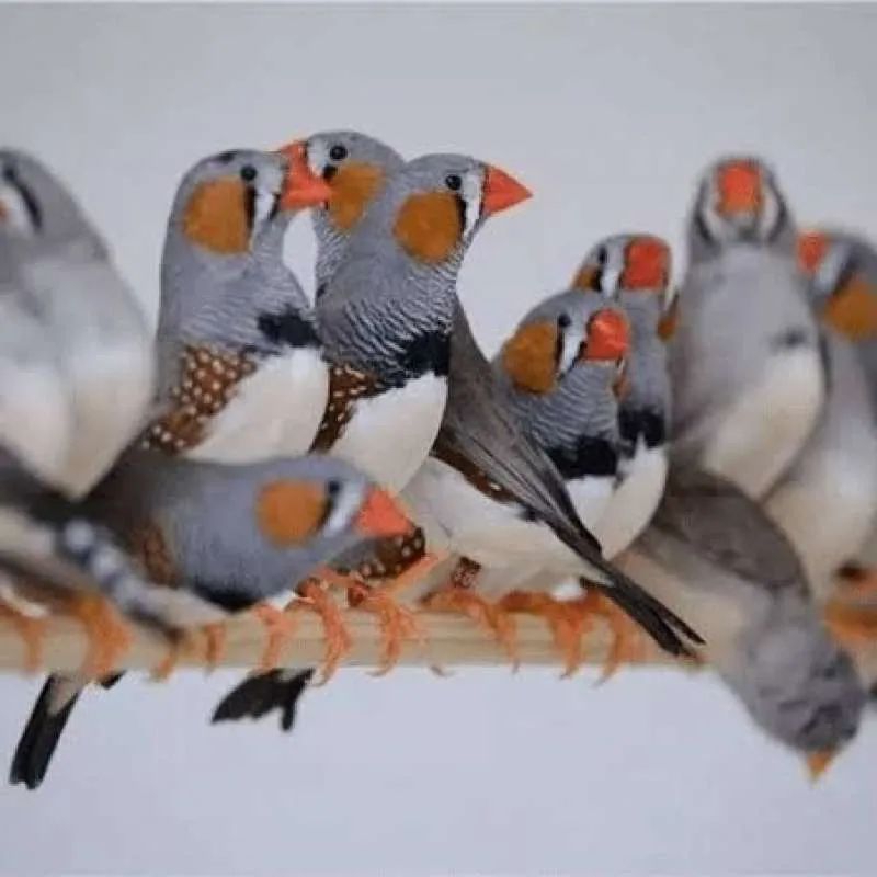 Burung zebra finch sepasang