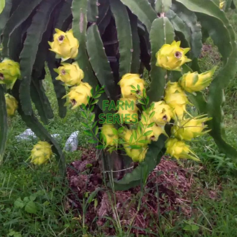 Bibit Buah Naga Kuning Golden Isis (stek sulur utuh)