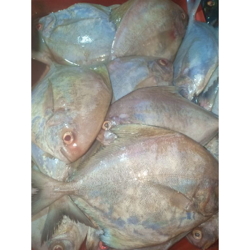 

Ikan Bawal laut