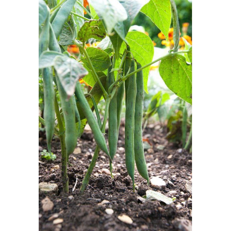 Benih Buncis Kenya, Kenya bean. berkualitas 1kg. atau sekitar 4000 butir