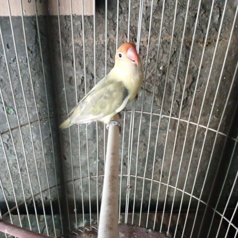 Lovebird biola euwing