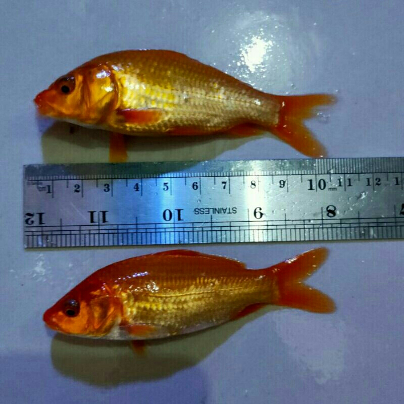 Bibit ikan mas merah blaster 8 10cm