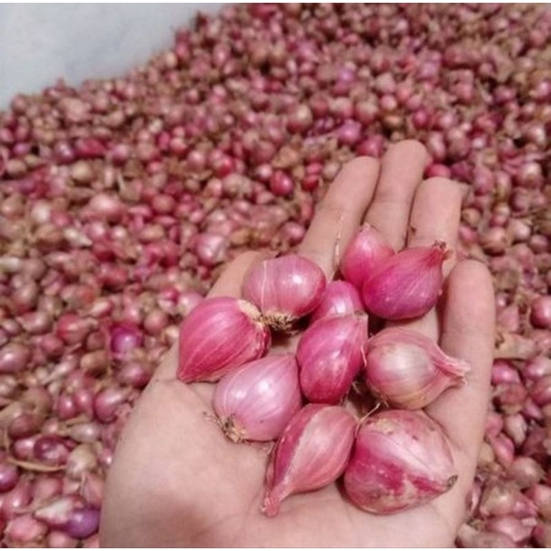 

Bawang Merah / Brambang Kualitas bagus