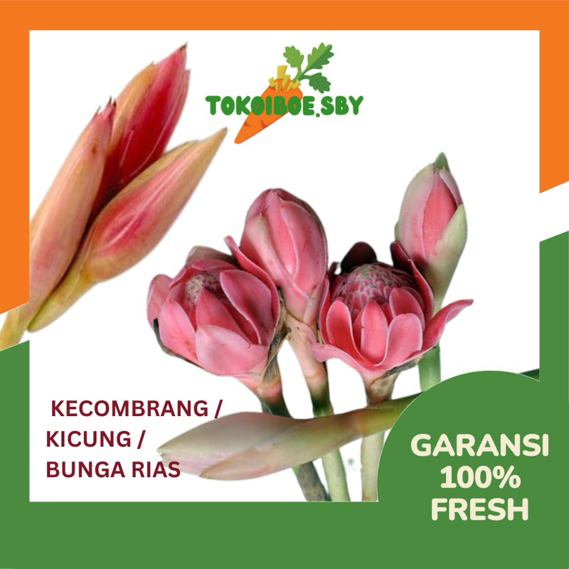 

KECOMBRANG KICUNG BUNGA RIAS FRESH SEGAR