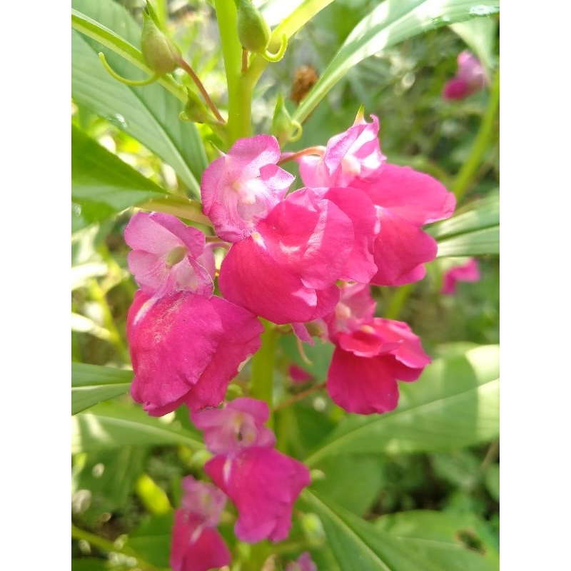 30 benih pacar air pink biji pacar air cina pink