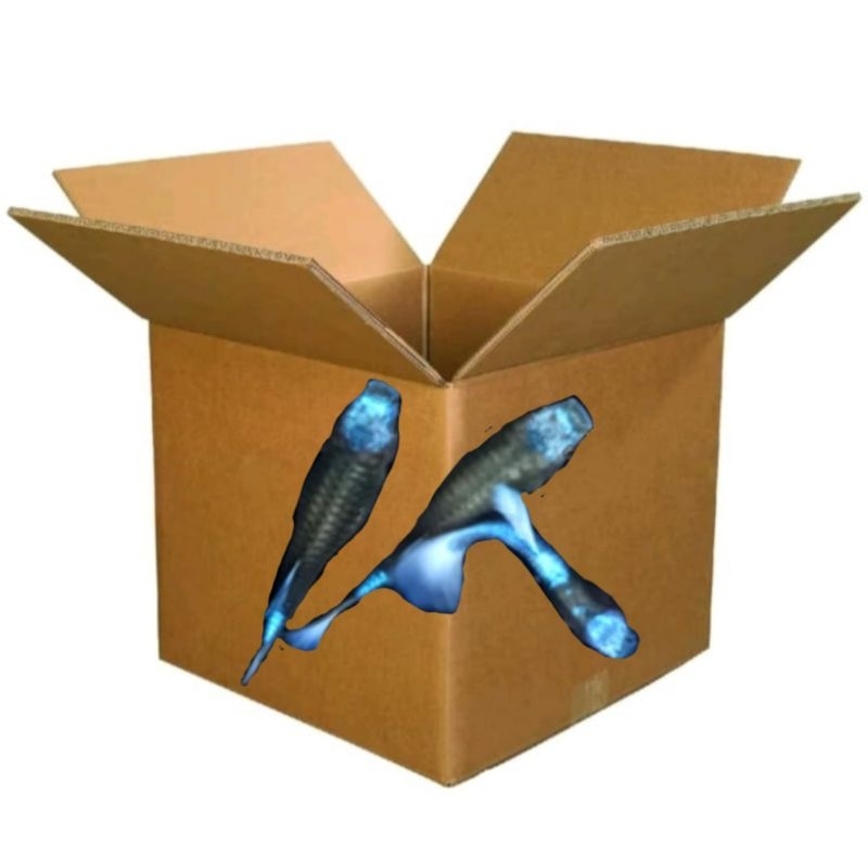 

Free extra pexing - TEXUDO BLUE KOI PAIR