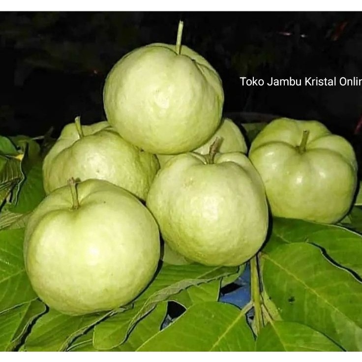 

MEGA SALE PROMO Jambu Kristal 1 kg