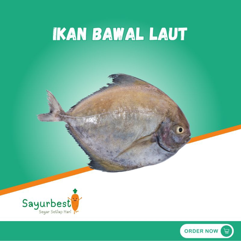 

(PO KIRIM BESOK) Ikan Bawal Laut 500 gram