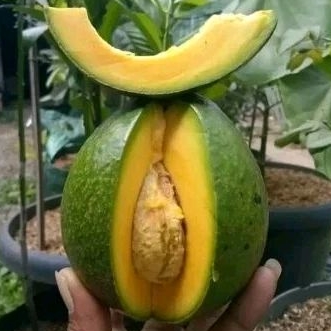 bibit/pohon alpukat mentega