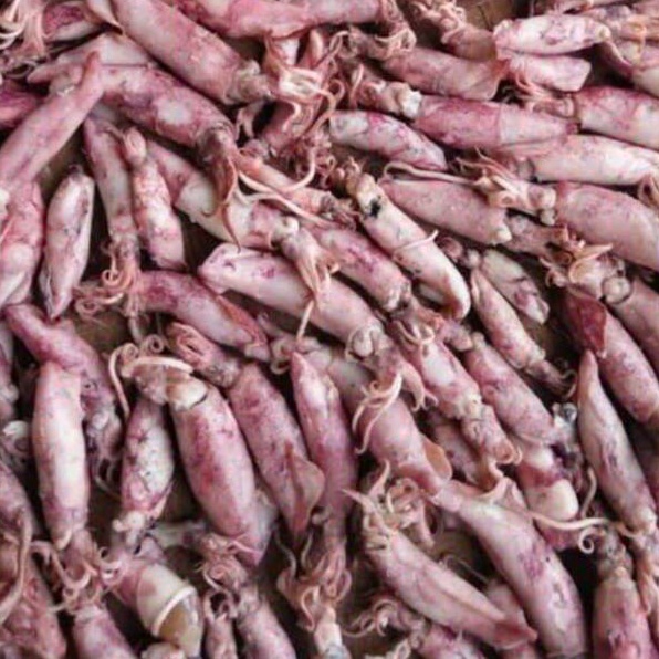 

Penawaran Terbaik Grosir Ikan Asin Cumi Asin 1 gram Segar