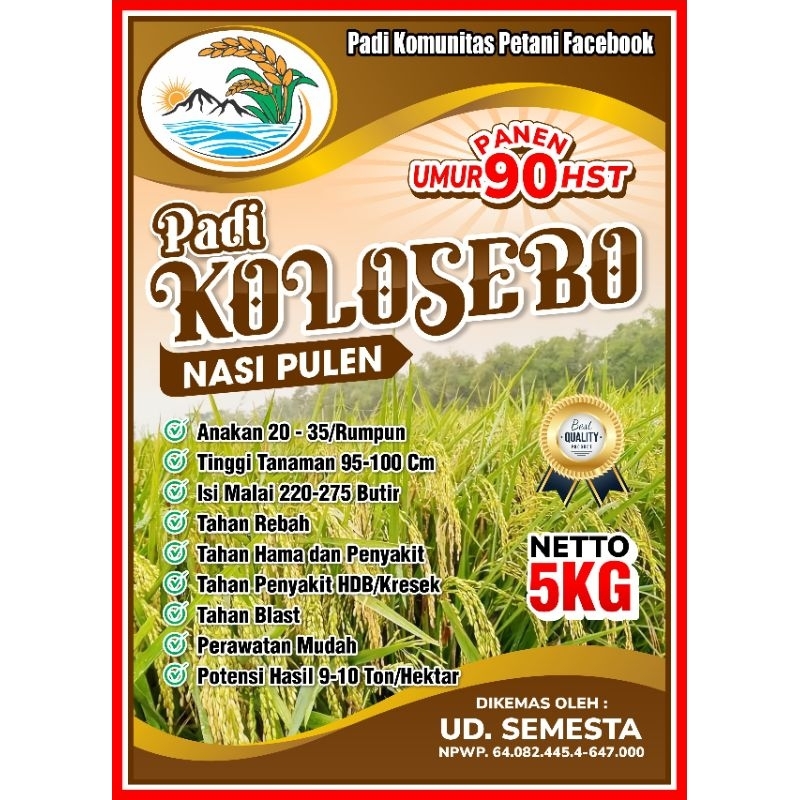 PADI KOLOSEBO, BENIH UNGGUL