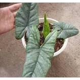 tanaman hias alocasia corazon