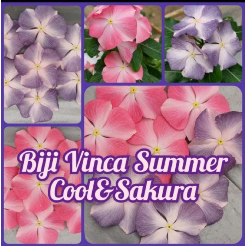 Biji Vinca Jepang Series