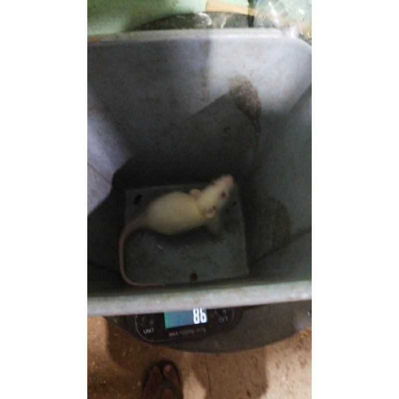 tikus putih rat penelitian