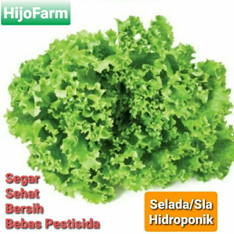 

Selada / Sla Segar Hidroponik 250 Gr