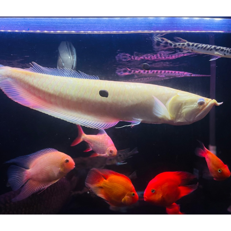 Ikan Arwana Silver Albino Jumbo