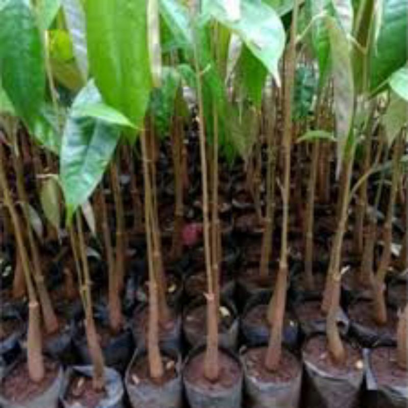 Seedling DURIAN / Bibit durian dari biji