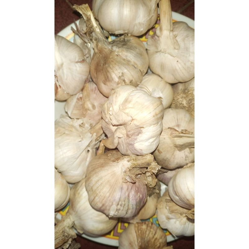 

Bawang Putih Baci/Honan Kotor
