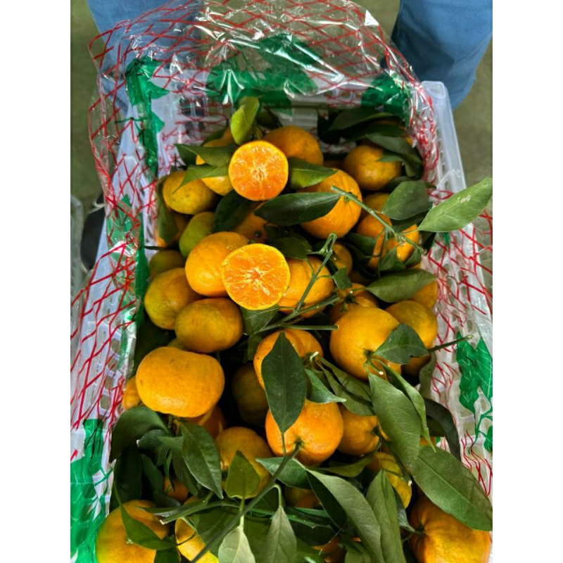 

JERUK SANTANG 500GRAM