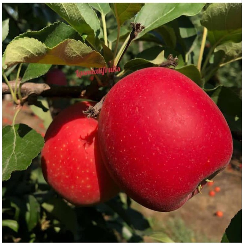 Bibit apel fuji super cangkok batang besar syap berbuah