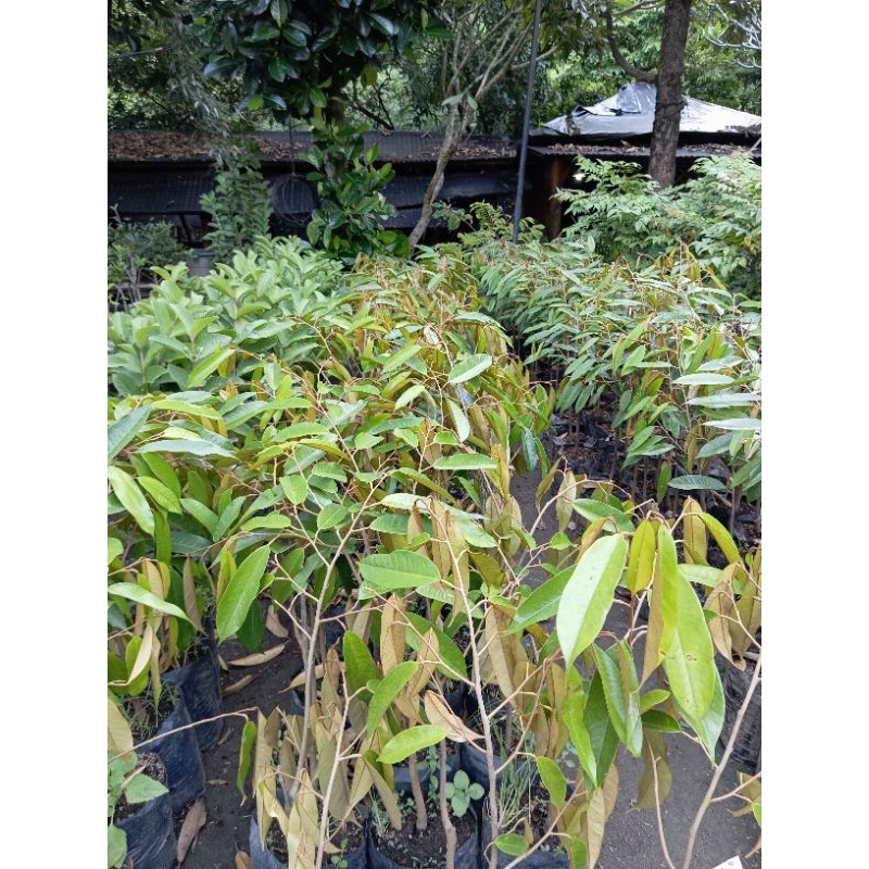 Bibit durian Musangking, Bawor, montong