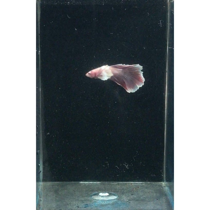 Ikan Cupang Halfmoon Dumbo Ear Lavender Pink / Ikan Hias Air Tawar / Ikan Aquascape
