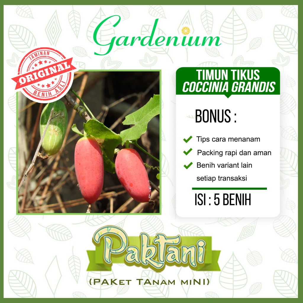 5 Benih Timun Tikus Timun Padang Coccinia Grandis Paktani